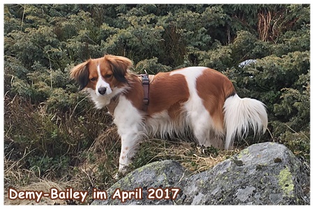 Kooikerhondje von der Spessartrose