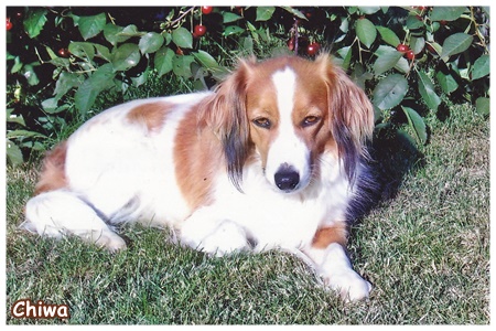 Kooikerhondje von der Spessartrose