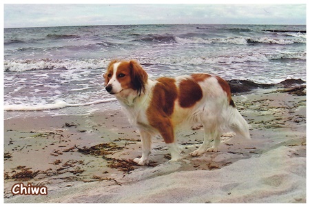 Kooikerhondje von der Spessartrose