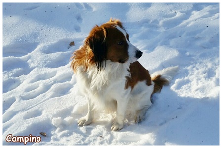 Kooikerhondje von der Spessartrose