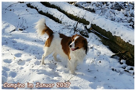 Kooikerhondje von der Spessartrose