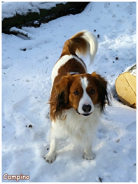 Kooikerhondje von der Spessartrose