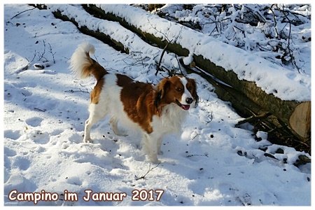 Kooikerhondje von der Spessartrose