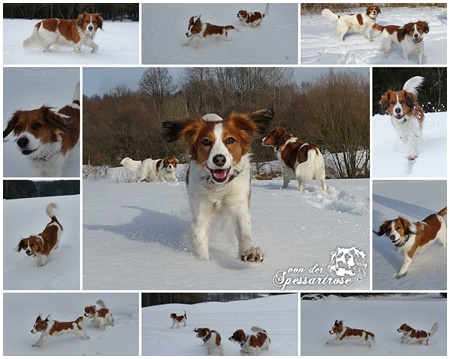 Kooikerhondje von der Spessartrose