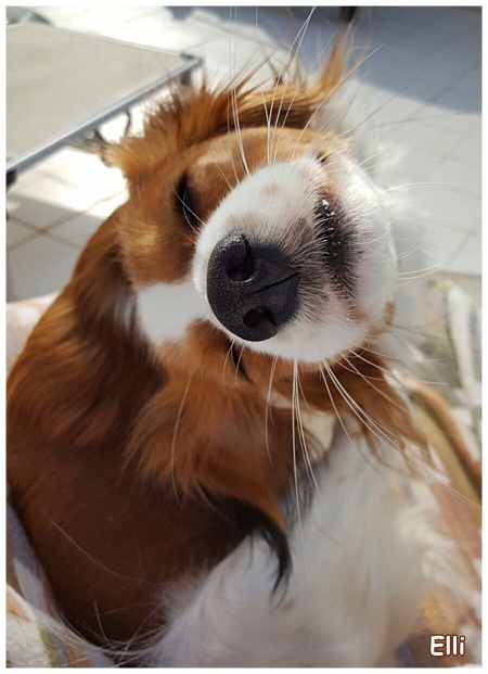 Kooikerhondje von der Spessartrose