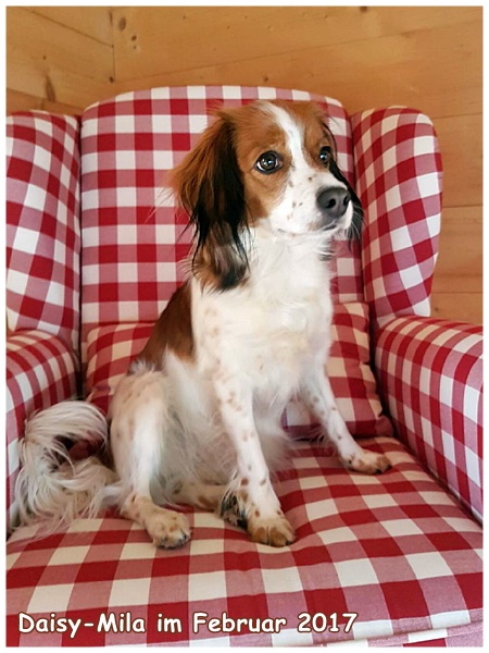 Kooikerhondje von der Spessartrose