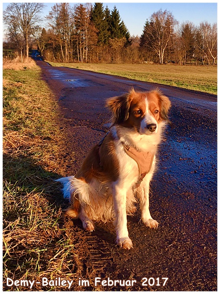 Kooikerhondje von der Spessartrose