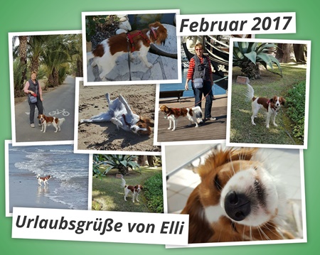 Kooikerhondje von der Spessartrose