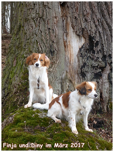 Kooikerhondje von der Spessartrose