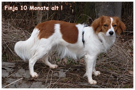 Kooikerhondje von der Spessartrose