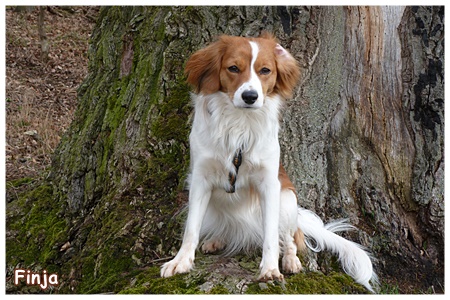 Kooikerhondje von der Spessartrose