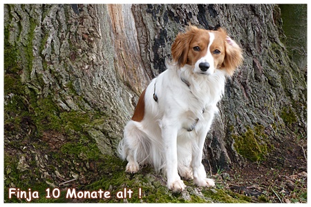 Kooikerhondje von der Spessartrose