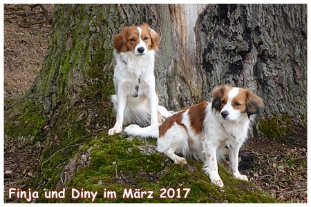 Kooikerhondje von der Spessartrose