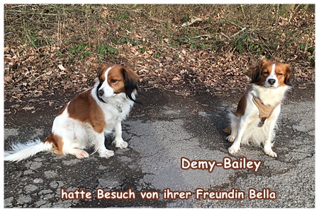 Kooikerhondje von der Spessartrose