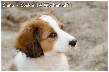 Kooikerhondje von der Spessartrose