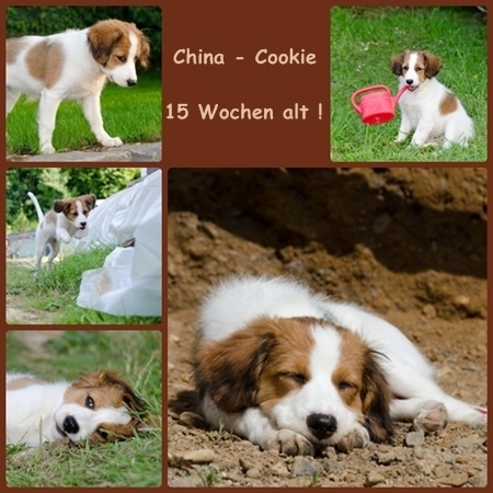 Kooikerhondje von der Spessartrose