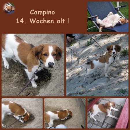 Kooikerhondje von der Spessartrose