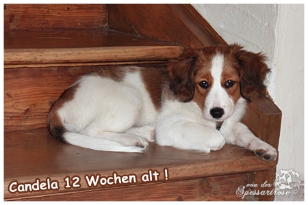 Kooikerhondje von der Spessartrose