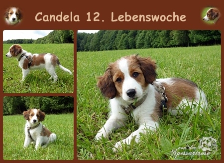 Kooikerhondje von der Spessartrose