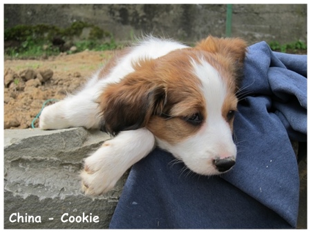 Kooikerhondje von der Spessartrose