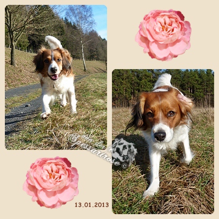 Kooikerhondje von der Spessartrose