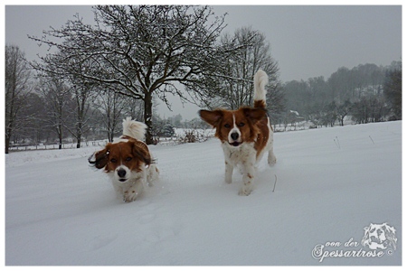 Kooikerhondje von der Spessartrose