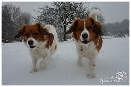 Kooikerhondje von der Spessartrose