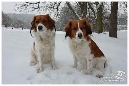 Kooikerhondje von der Spessartrose