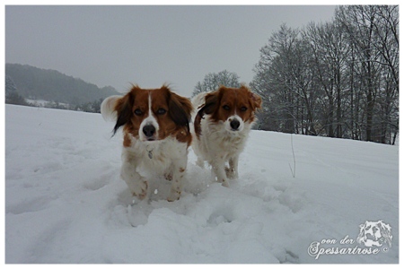 Kooikerhondje von der Spessartrose