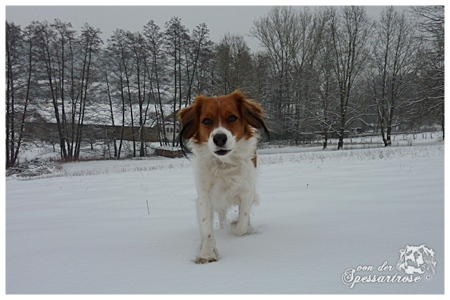 Kooikerhondje von der Spessartrose