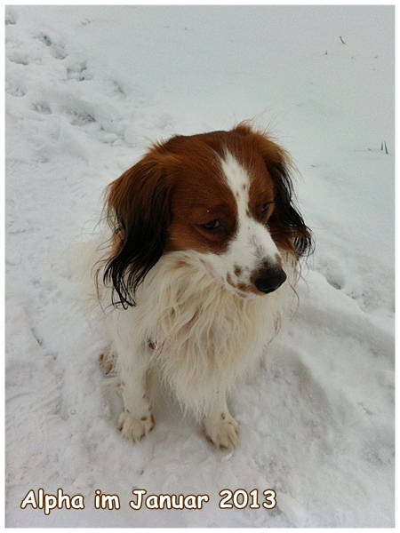 Kooikerhondje von der Spessartrose