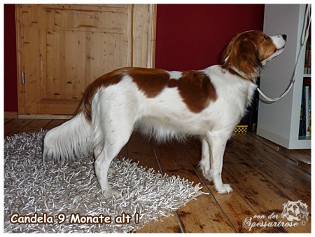 Kooikerhondje von der Spessartrose