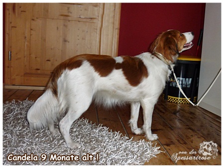 Kooikerhondje von der Spessartrose