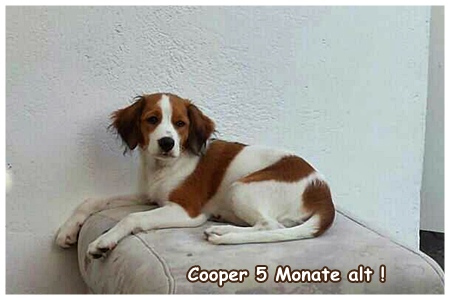 Kooikerhondje von der Spessartrose