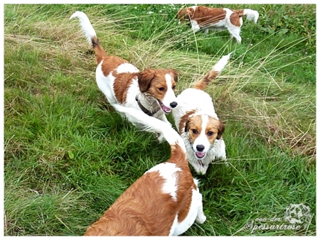 Kooikerhondje von der Spessartrose