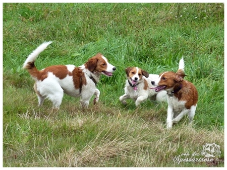 Kooikerhondje von der Spessartrose