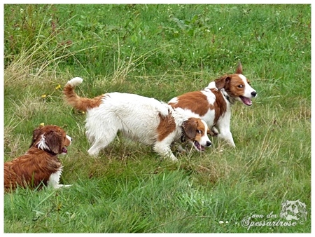 Kooikerhondje von der Spessartrose