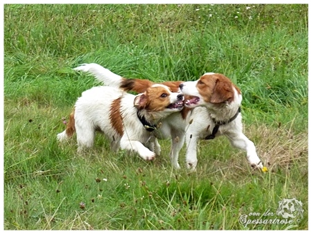 Kooikerhondje von der Spessartrose