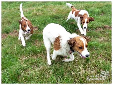 Kooikerhondje von der Spessartrose