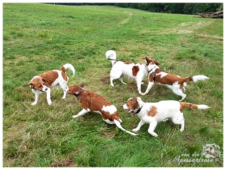 Kooikerhondje von der Spessartrose