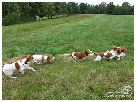 Kooikerhondje von der Spessartrose