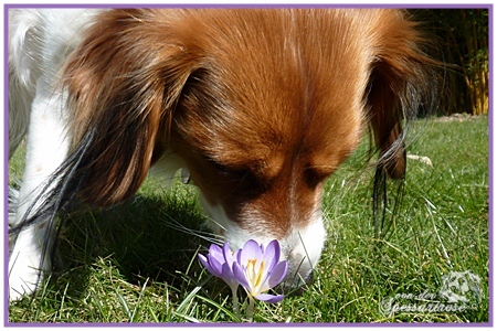 Kooikerhondje von der Spessartrose