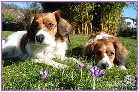 Kooikerhondje von der Spessartrose