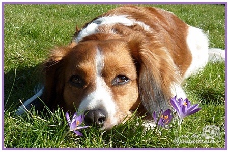 Kooikerhondje von der Spessartrose