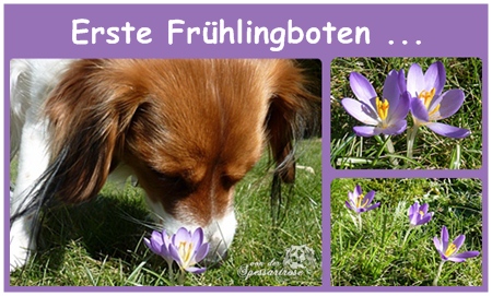 Kooikerhondje von der Spessartrose