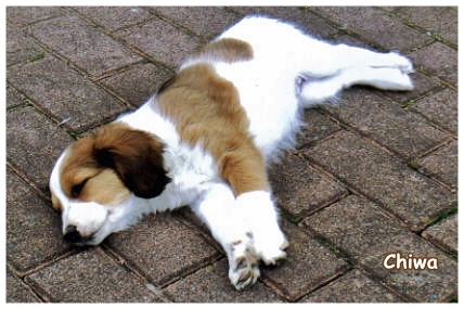 Kooikerhondje von der Spessartrose