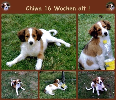 Kooikerhondje von der Spessartrose