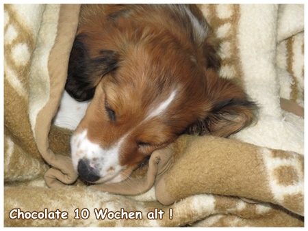 Kooikerhondje von der Spessartrose