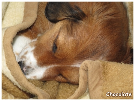 Kooikerhondje von der Spessartrose