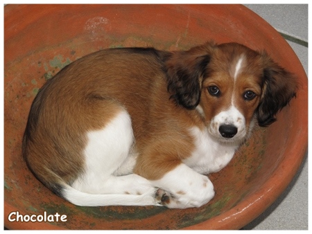 Kooikerhondje von der Spessartrose